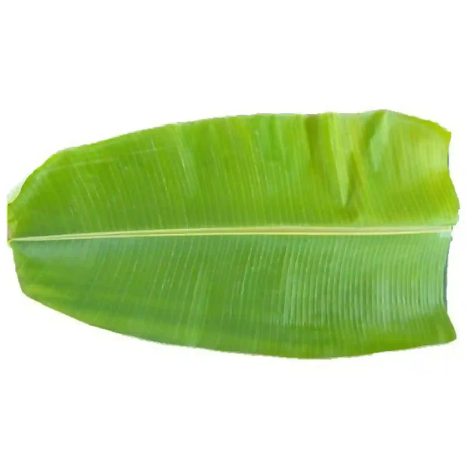 Banana Leaf