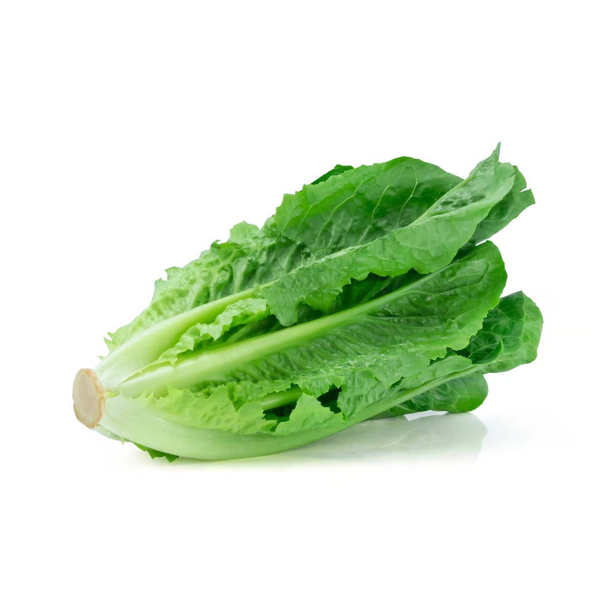 FIRST LETTUCE 1 KILO